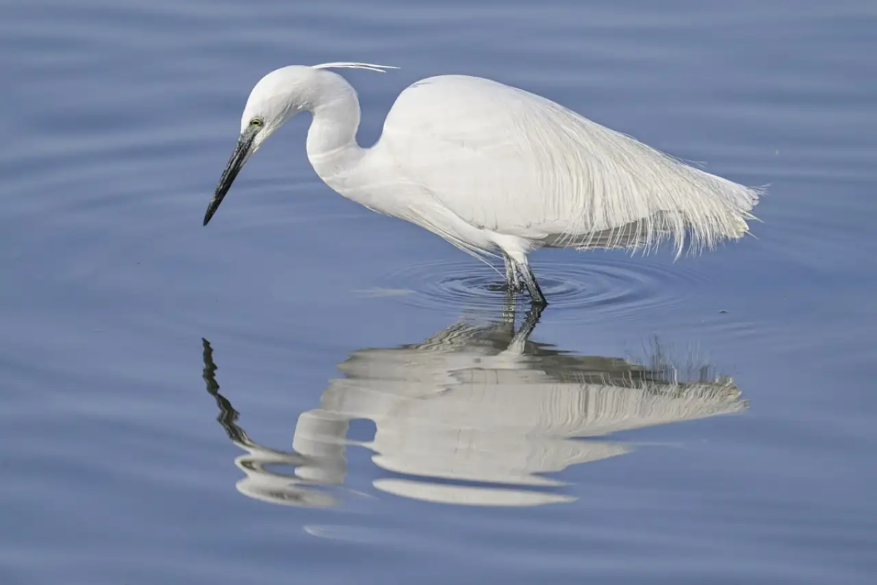 Fethiye'de Kuş Cenneti'nin sakinleri, fotoğrafçılara renkli kareler sunuyor
