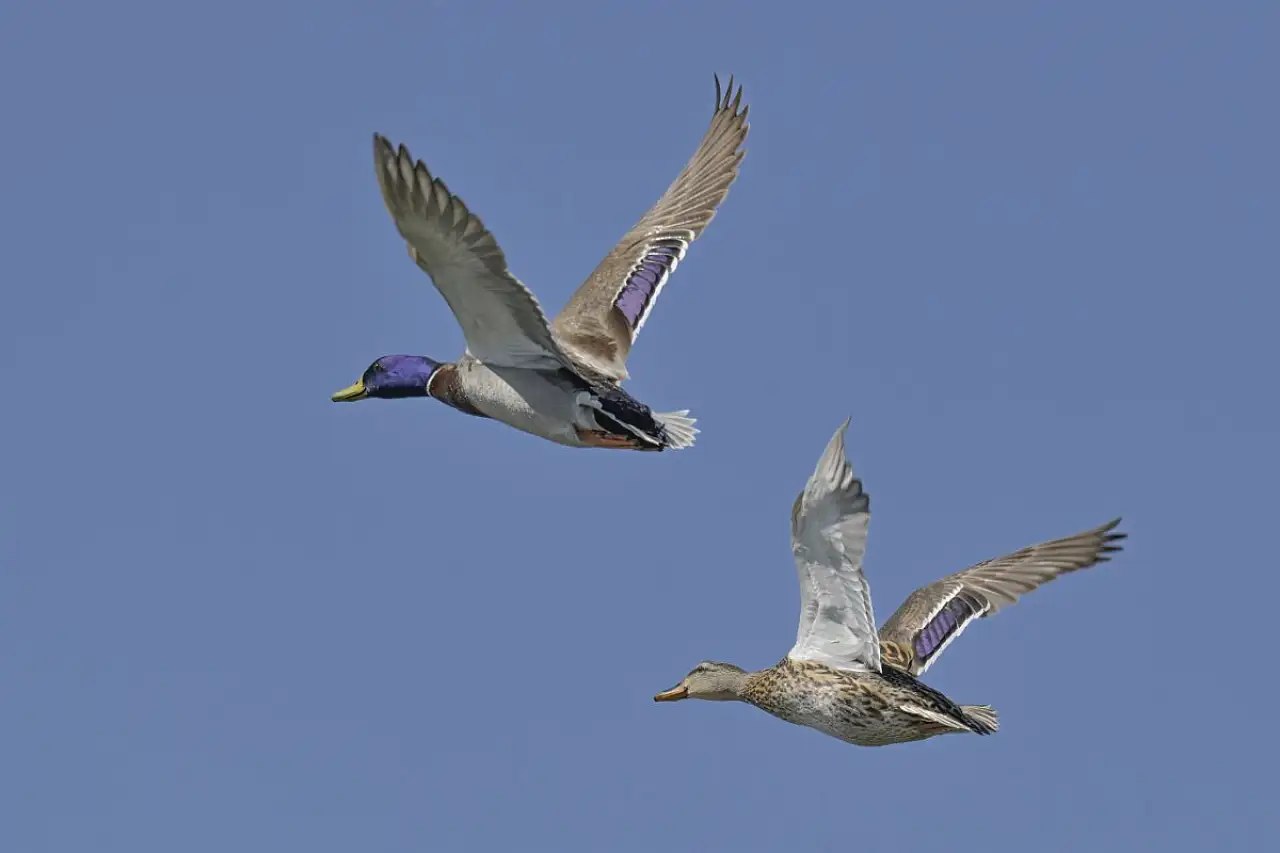 Fethiye'de Kuş Cenneti'nin sakinleri, fotoğrafçılara renkli kareler sunuyor