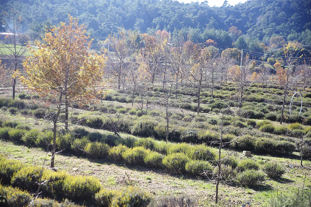 Muğla'da tıbbi ve aromatik bitkilerin üretim alanı 10 yılda 300 dekardan 6 bin dekara yükseldi