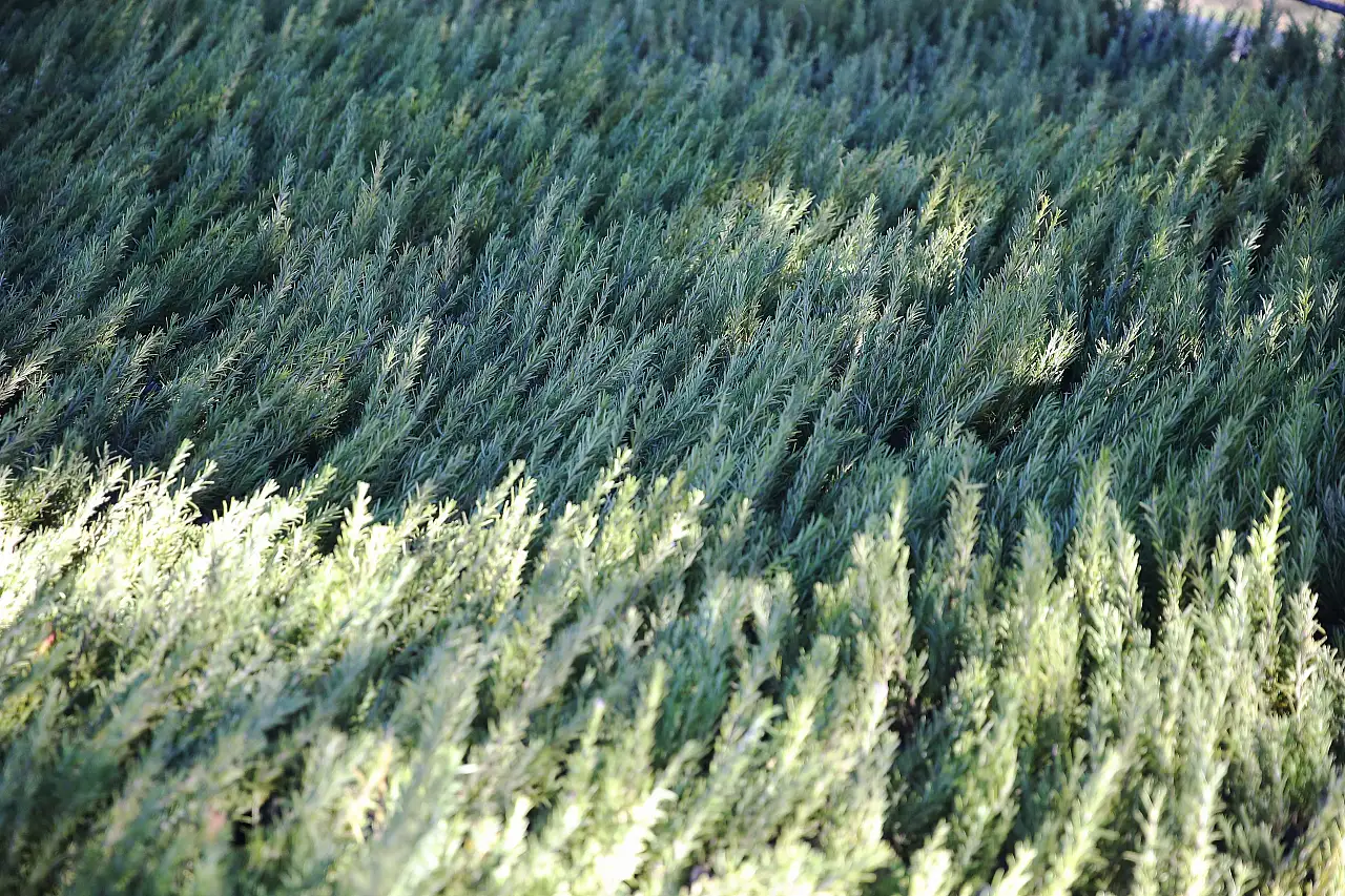 Muğla'da tıbbi ve aromatik bitkilerin üretim alanı 10 yılda 300 dekardan 6 bin dekara yükseldi