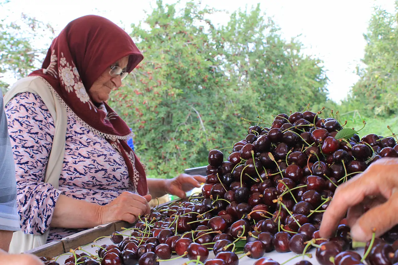 Dondurulmuş kirazda da dünya lideriyiz