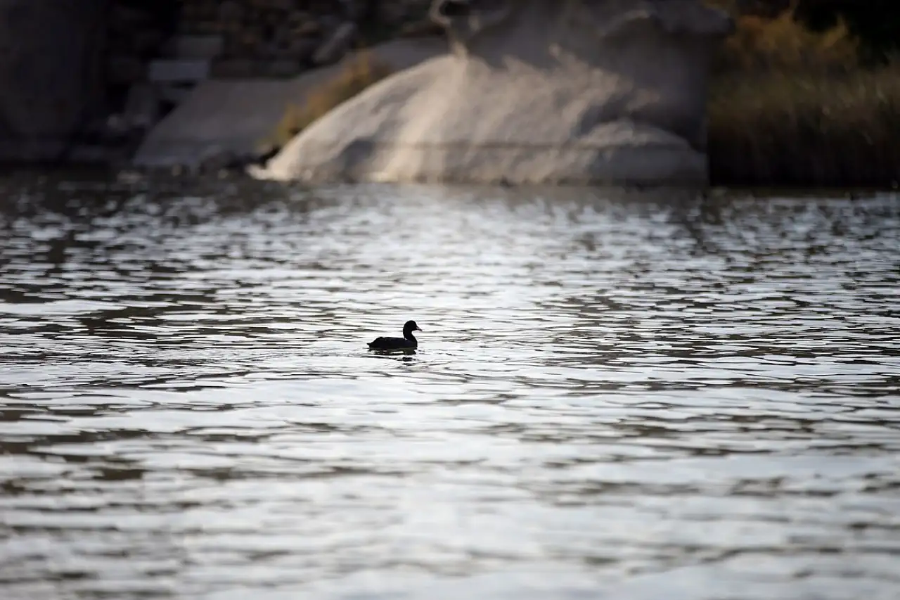 Muğla'da kuraklığın izleri siliniyor: Bafa Gölü'nde yaşam geri döndü