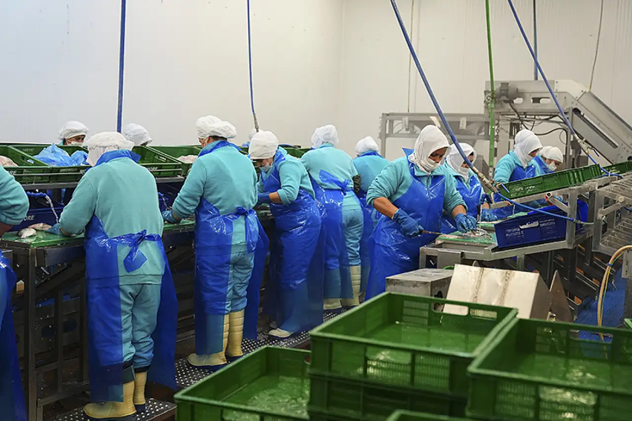 Su ürünleri ihracatının 3'te 2'ye yakını Egeli firmalardan