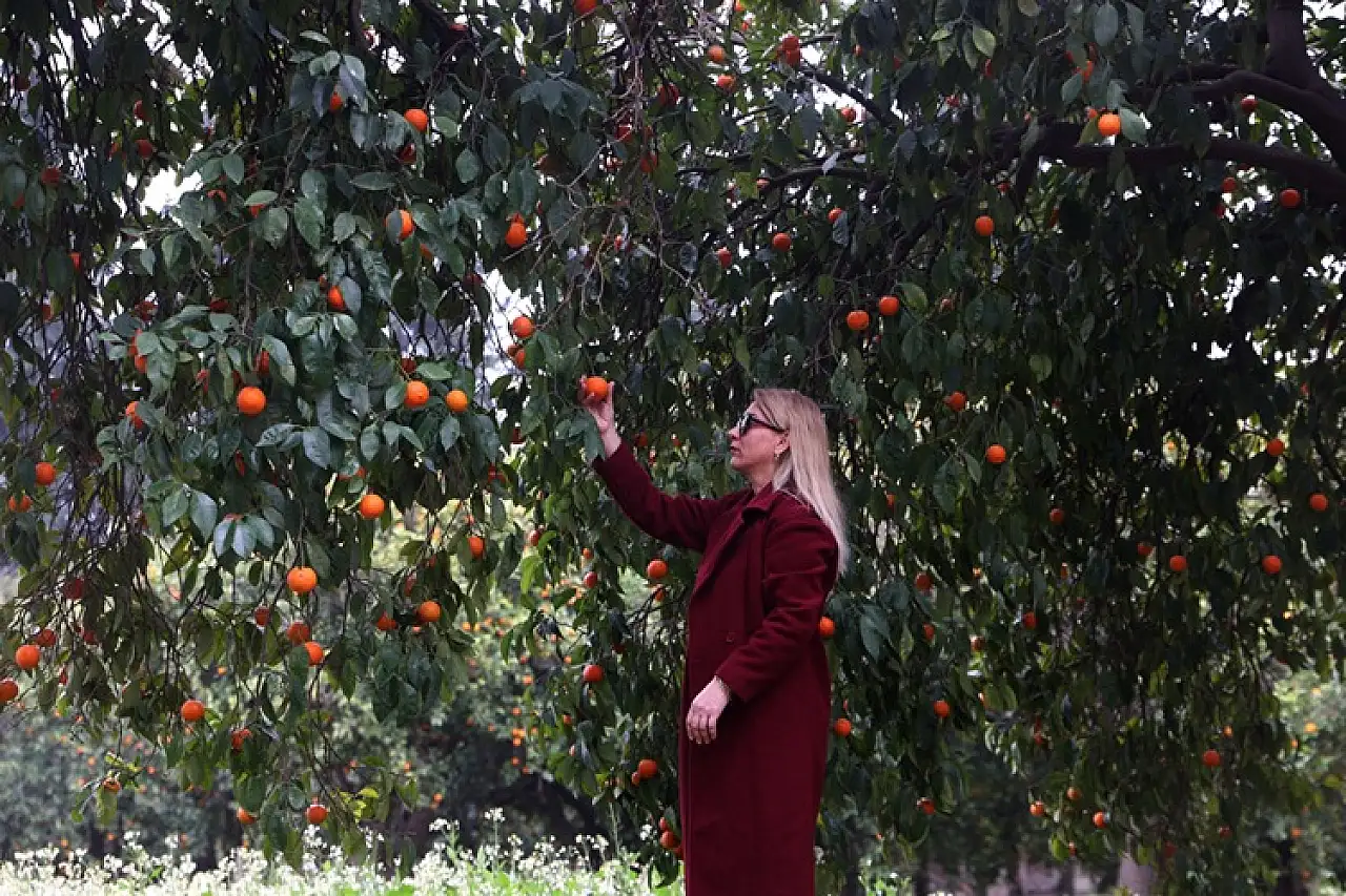 Narenciyenin gen merkezindeki 'Turunç Yolu' görsel şölen sunuyor