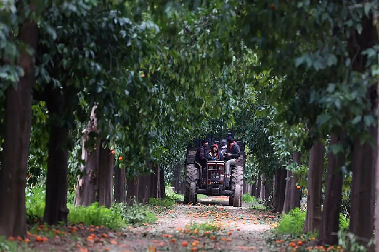 Narenciyenin gen merkezindeki 'Turunç Yolu' görsel şölen sunuyor