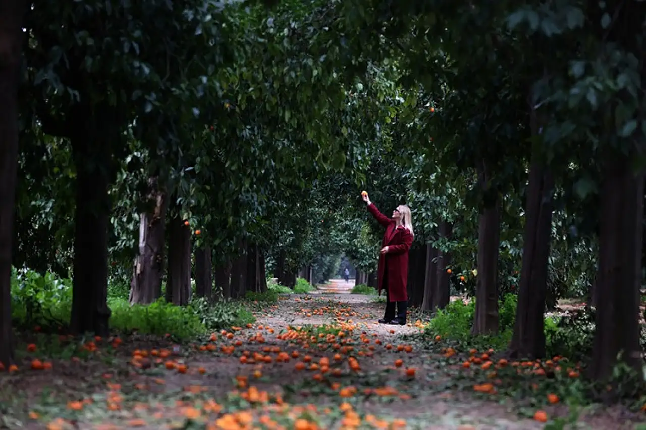 Narenciyenin gen merkezindeki 'Turunç Yolu' görsel şölen sunuyor