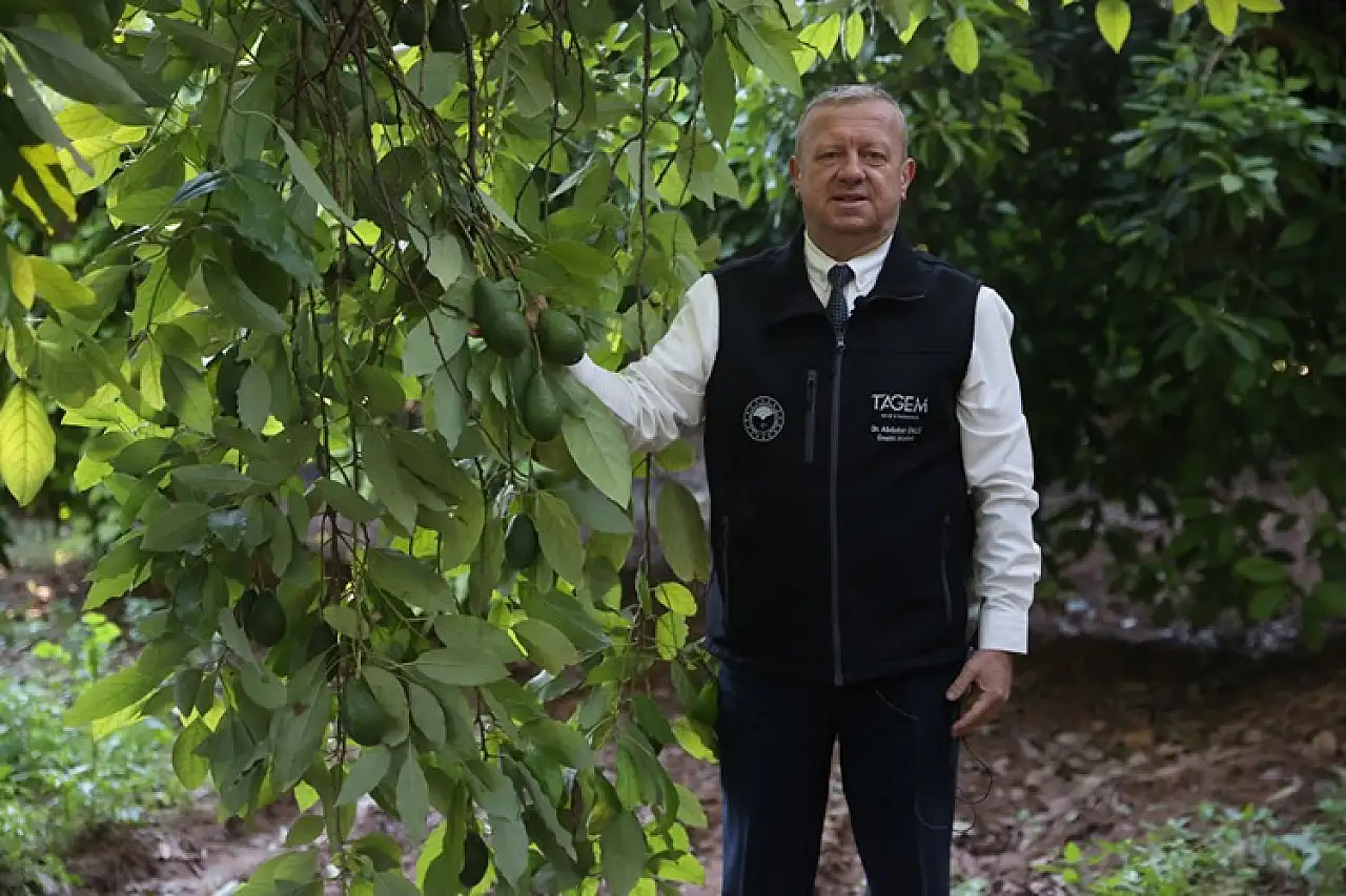 Türkiye'de ilk fidanı 55 yıl önce dikilen avokadonun üretimi katlanarak artıyor