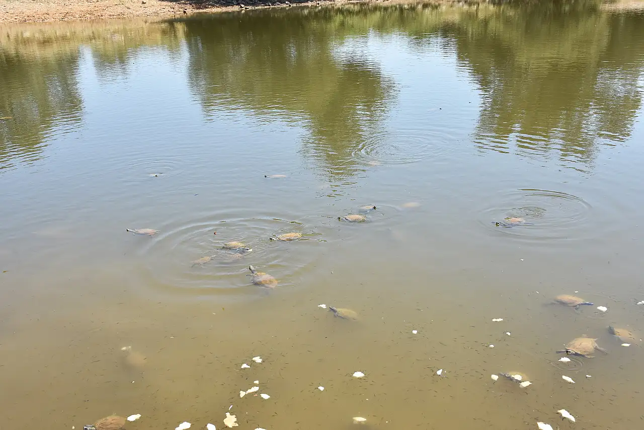 Bodrum'a kruvaziyerle gelen turistler, bisiklet turunda doğayla iç içe vakit geçiriyor