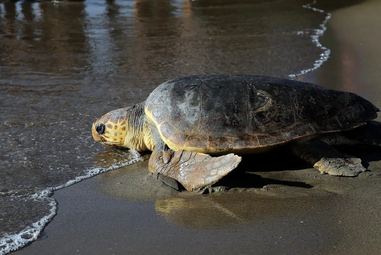 Küresel ısınma caretta caretta yavrularının cinsiyetini de etkiledi