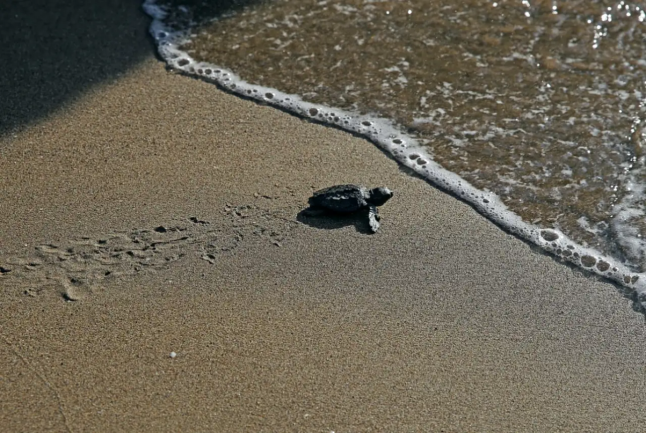 Küresel ısınma caretta caretta yavrularının cinsiyetini de etkiledi