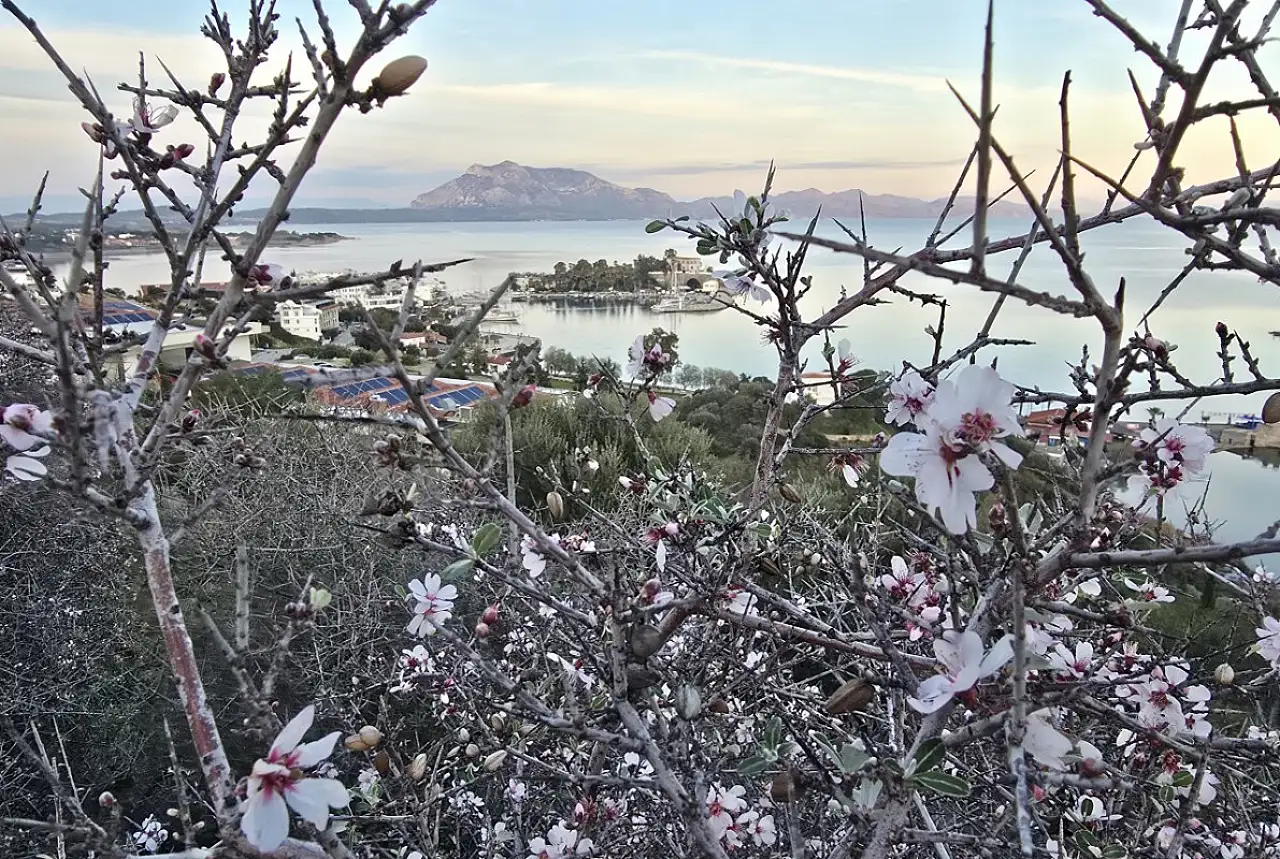 Datça'da badem ağaçları çiçek açtı