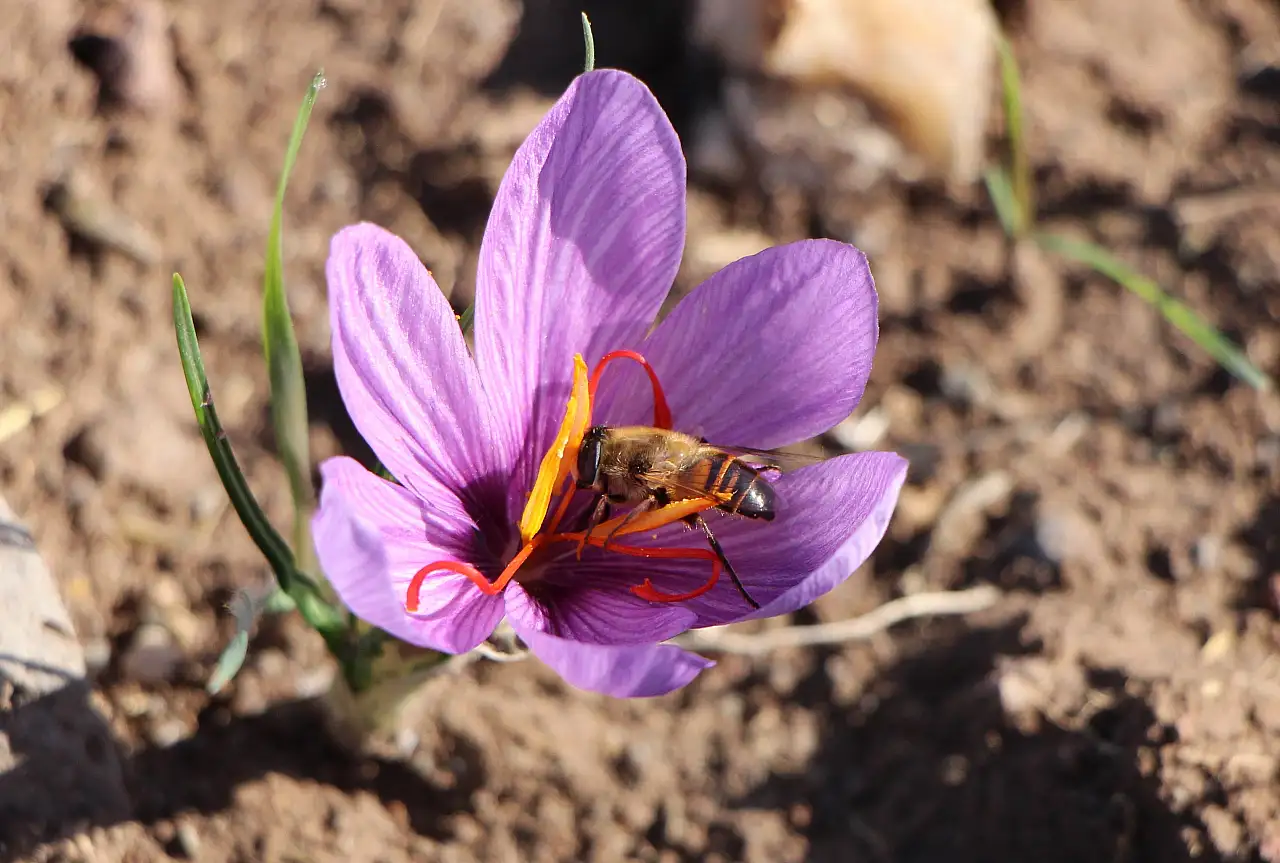 Dünyanın en pahalı baharatı safranın 1 gramı 500 TL