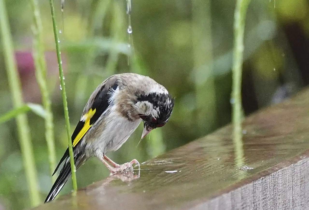 Marmaris Milli Parkının renkli misafirleri
