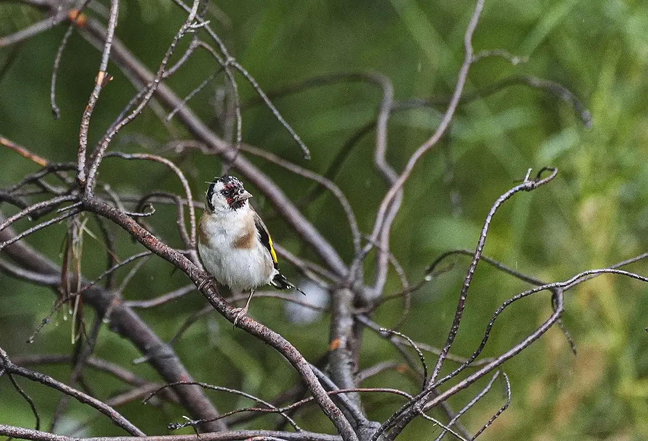 Marmaris Milli Parkının renkli misafirleri