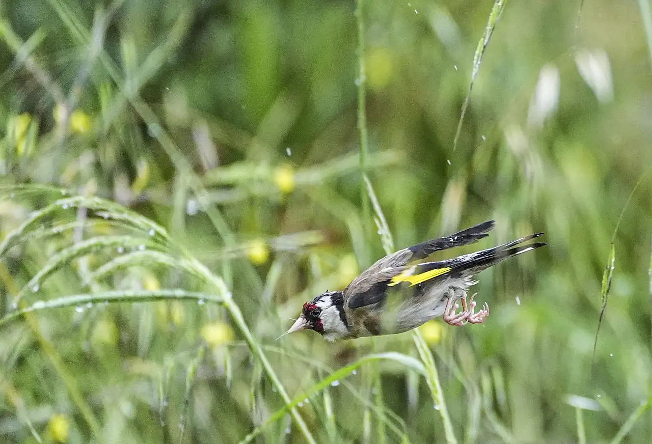 Marmaris Milli Parkının renkli misafirleri