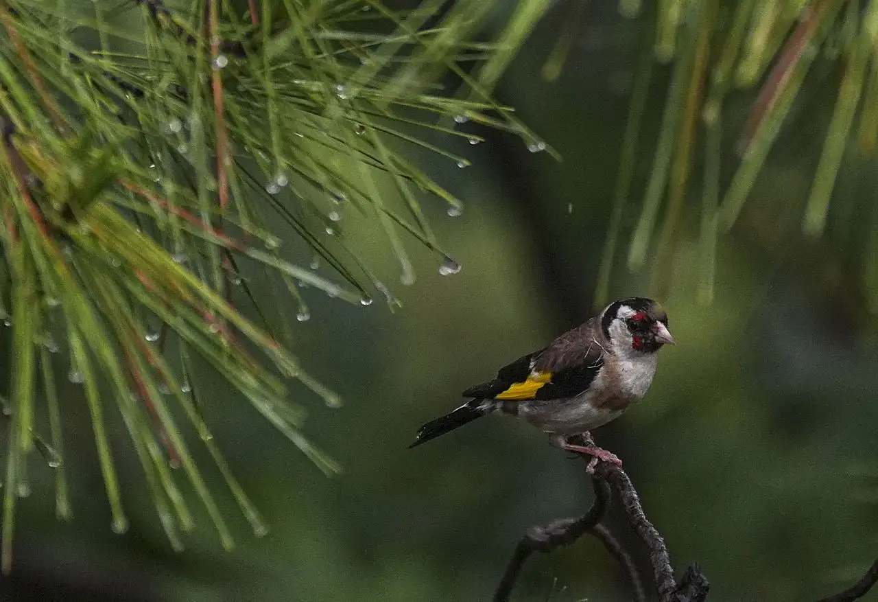 Marmaris Milli Parkının renkli misafirleri
