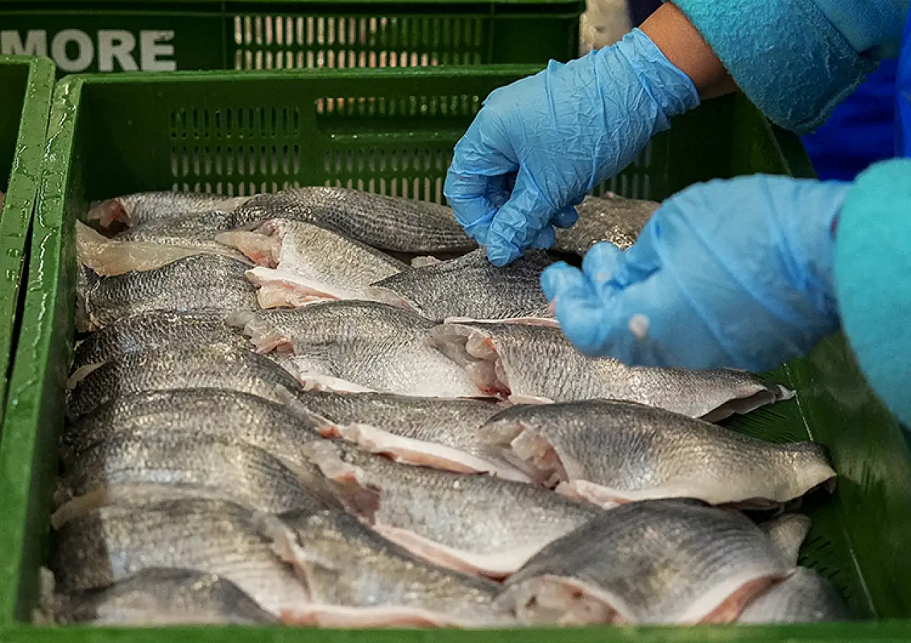 Su ürünleri ihracatının 3'te 2'ye yakını Egeli firmalardan