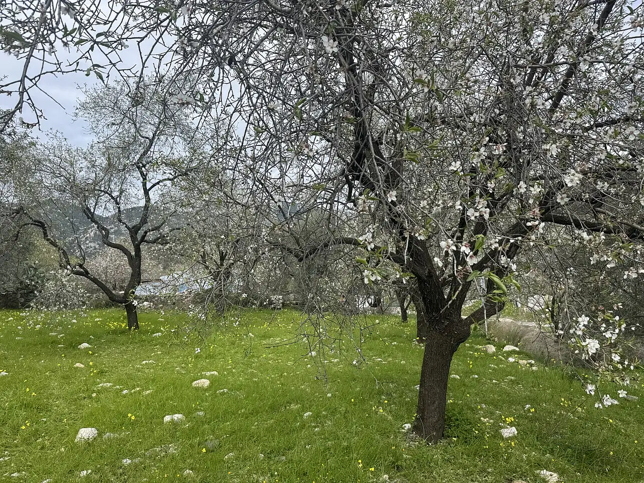 Tarihi rotaları ve mavi koylarıyla Datça dört mevsim keşfedilmeyi bekliyor