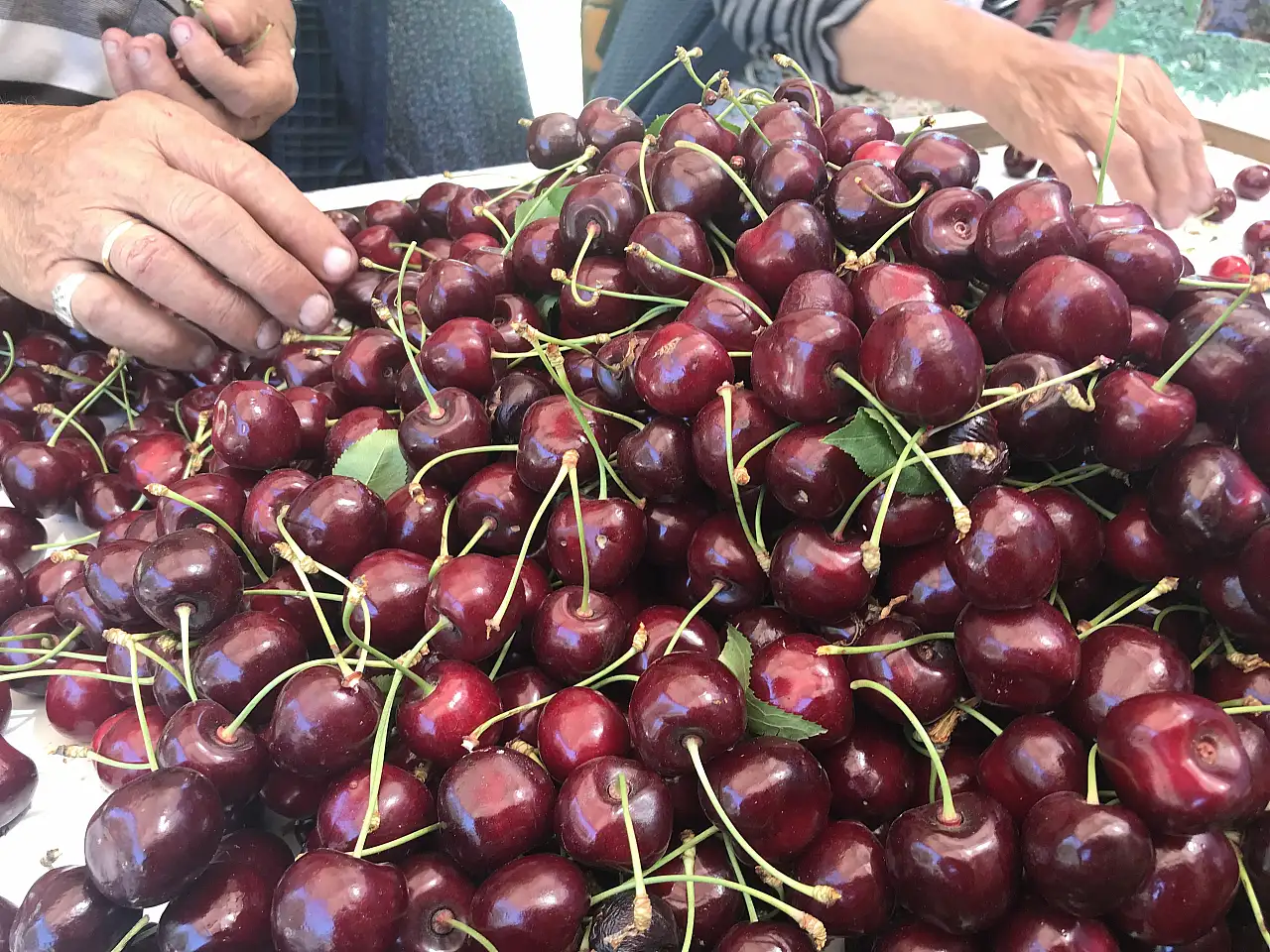 Dondurulmuş kirazda da dünya lideriyiz