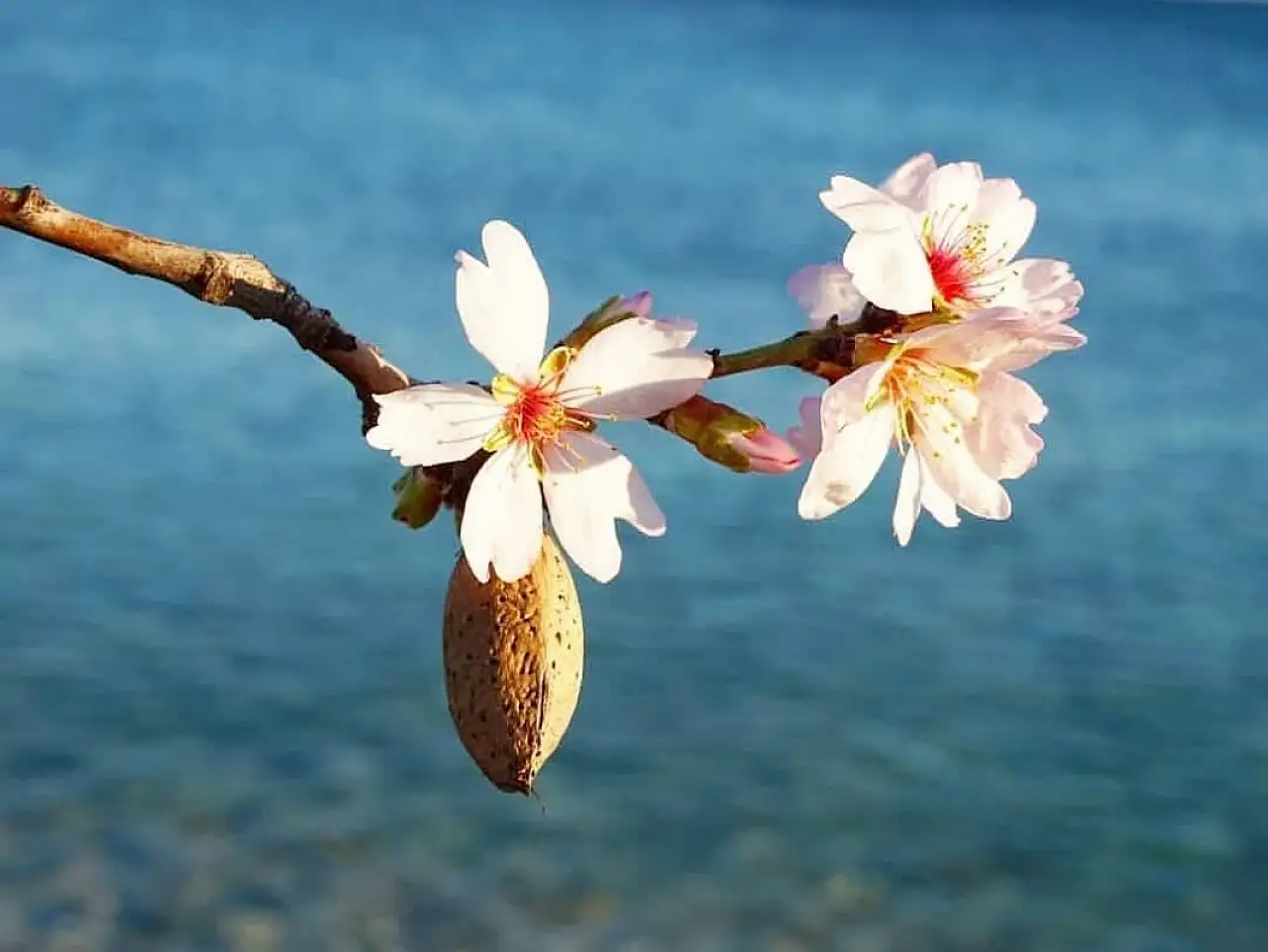 Datça'da badem ağaçları çiçek açtı
