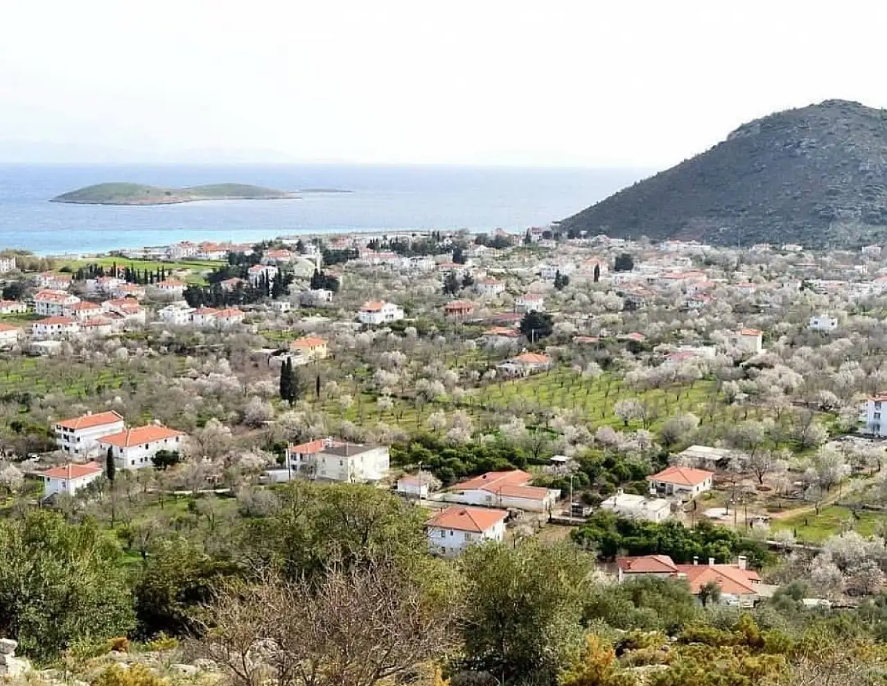 Datça'da badem ağaçları çiçek açtı