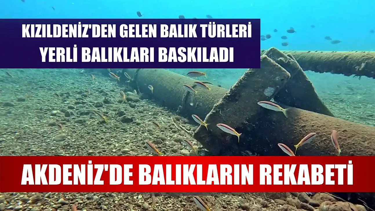 Akdeniz'de balıkların rekabeti: Kızıldeniz'den gelen balık türleri, yerli balıkları baskıladı