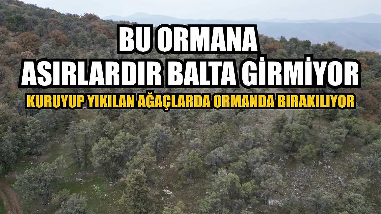 Bu ormana asırlardır balta girmiyor, kuruyup yıkılan ağaçlarda ormanda bırakılıyor
