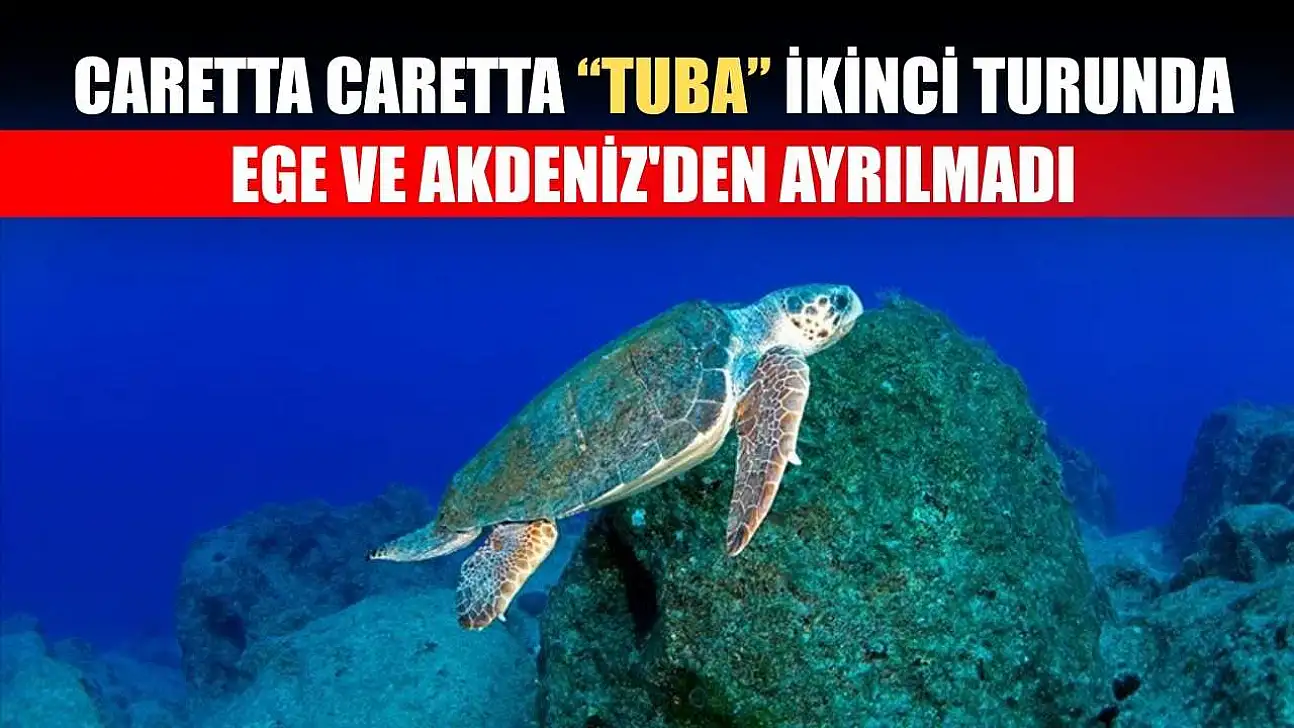 Caretta caretta 'Tuba' ikinci turunda Ege ve Akdeniz'den ayrılmadı