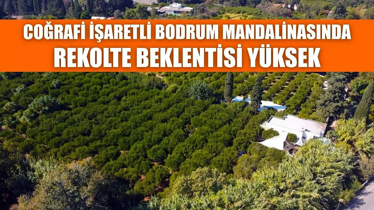 Coğrafi işaretli Bodrum mandalinasında rekolte beklentisi yüksek