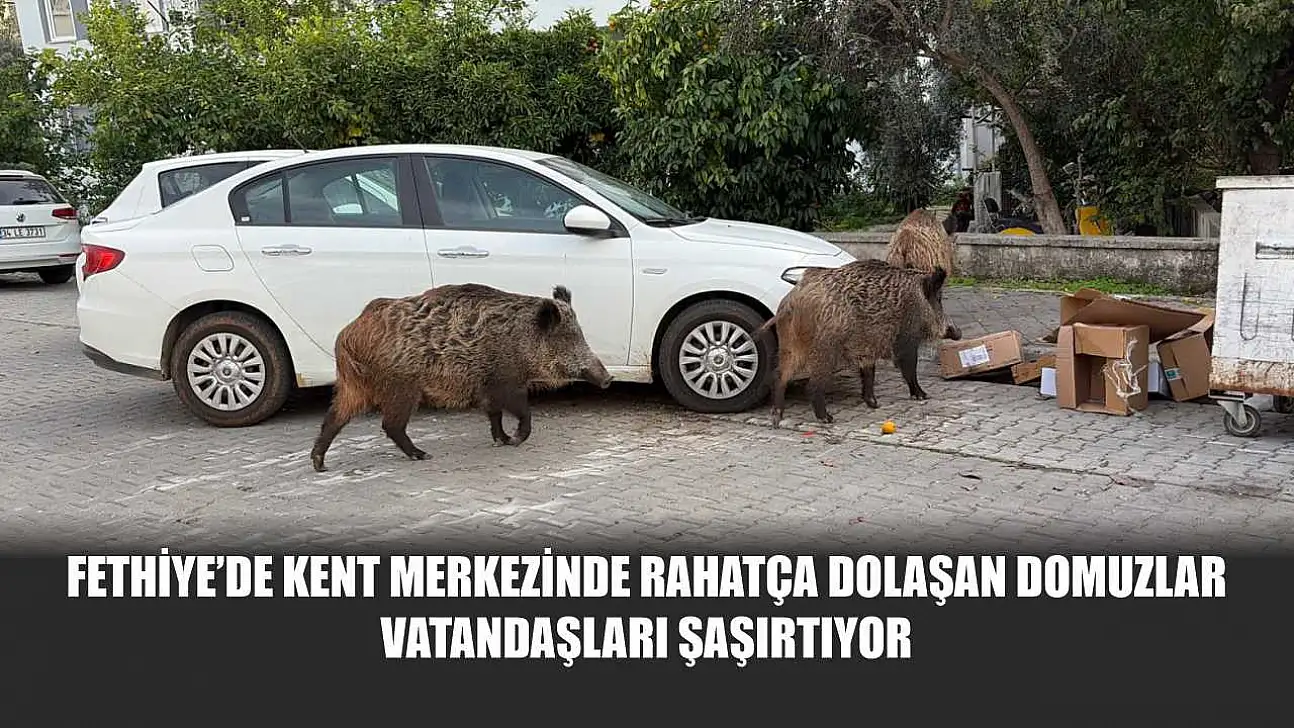 Fethiye'de kent merkezinde rahatça dolaşan domuzlar vatandaşları şaşırtıyor