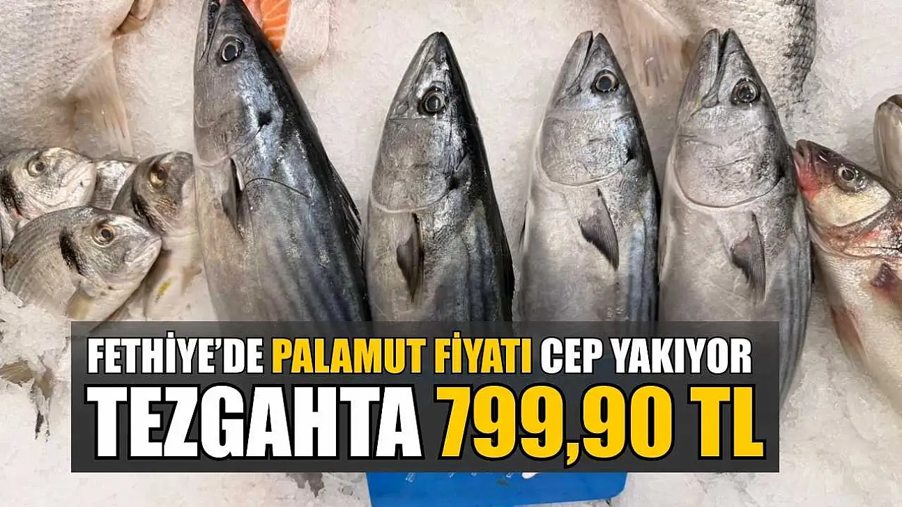 Fethiye'de palamut fiyatı cep yakıyor: Tezgahta 799,90 TL