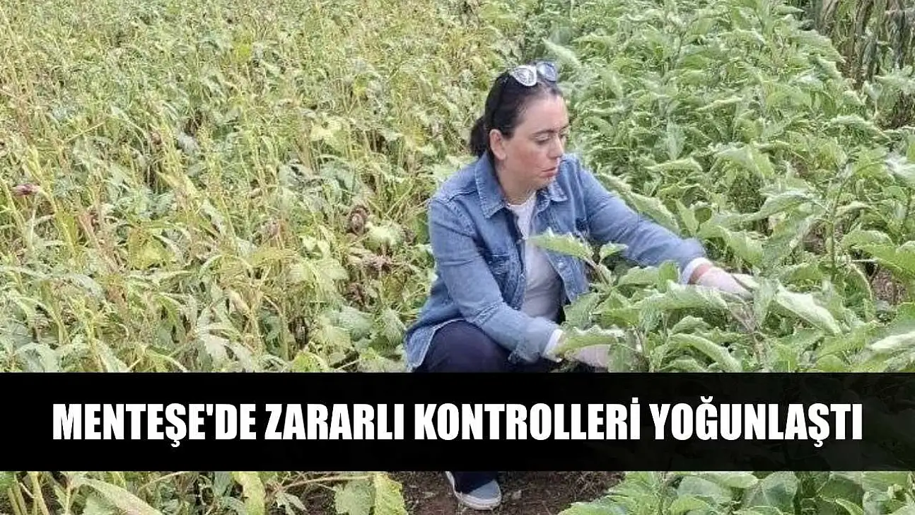 Menteşe'de zararlı kontrolleri yoğunlaştı