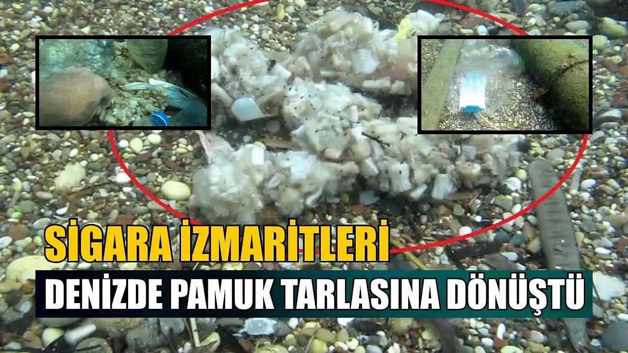 Sigara izmaritleri denizde pamuk tarlasına dönüştü
