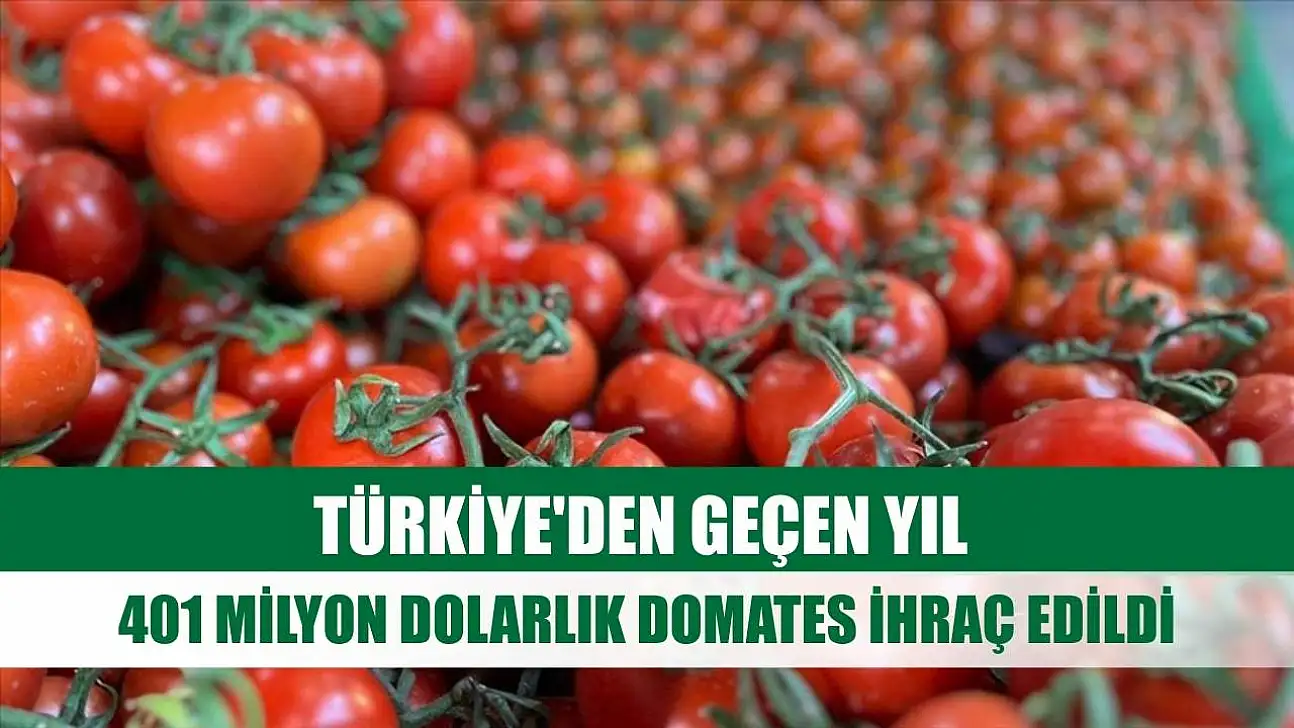 Türkiye'den geçen yıl 401 milyon dolarlık domates ihraç edildi