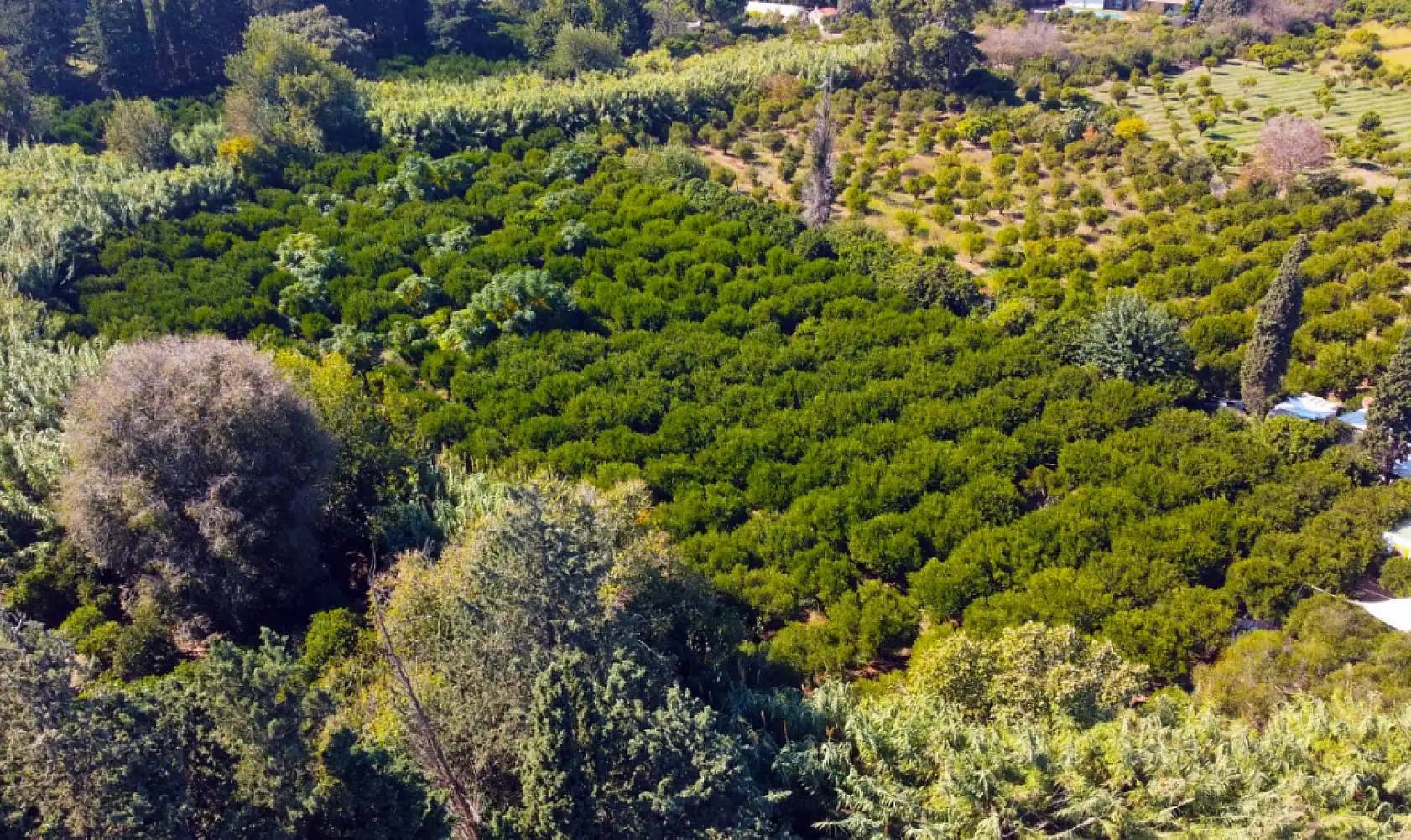 Coğrafi işaretli Bodrum mandalinasında rekolte beklentisi yüksek