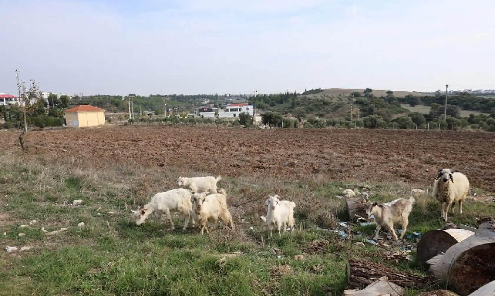 Keçileri ile tatil yapıyor