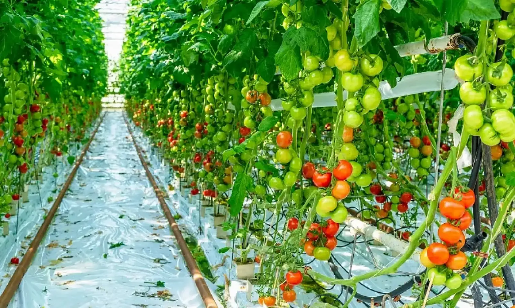 Fethiye Ziraat Odası Başkanı Karayiğit'ten Tarım Sigortası Uyarısı
