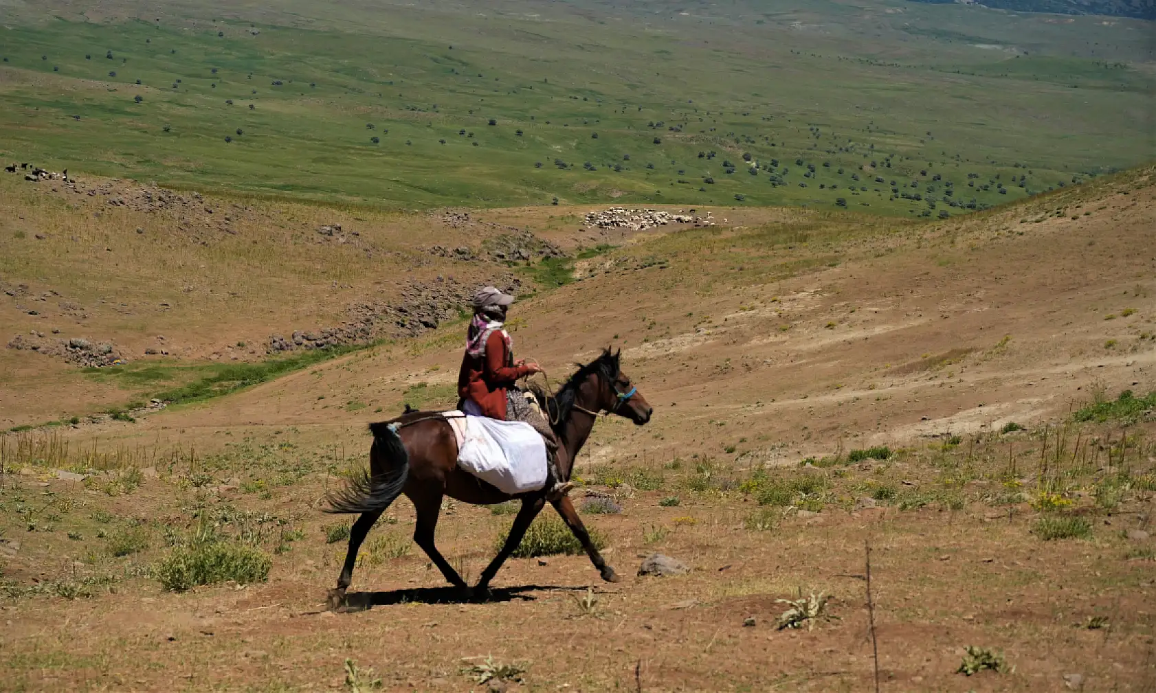 Berivanlar koyunları sağmak için at sırtında 8 kilometre yol kat ediyor