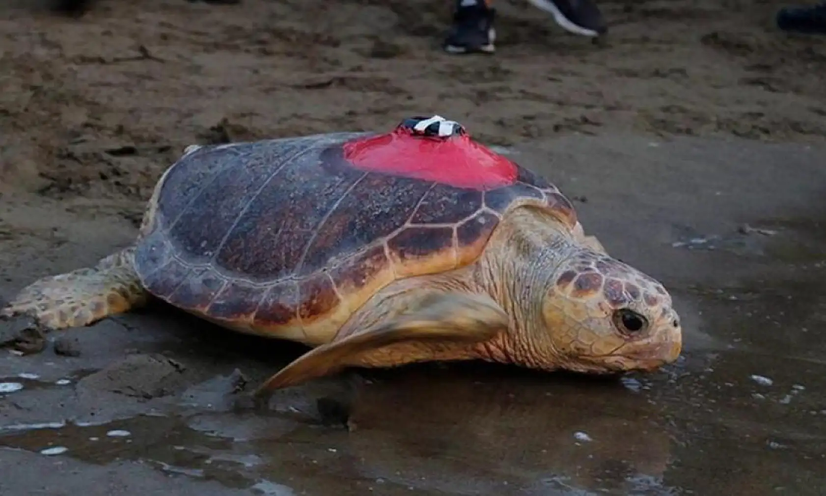 Caretta caretta 'Tuba' ikinci turunda Ege ve Akdeniz'den ayrılmadı