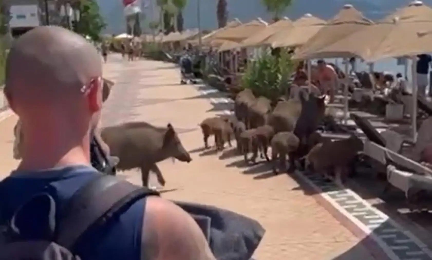 Marmaris'te tatilciler şaşkın: Domuzlar sahile indi, denize girdi