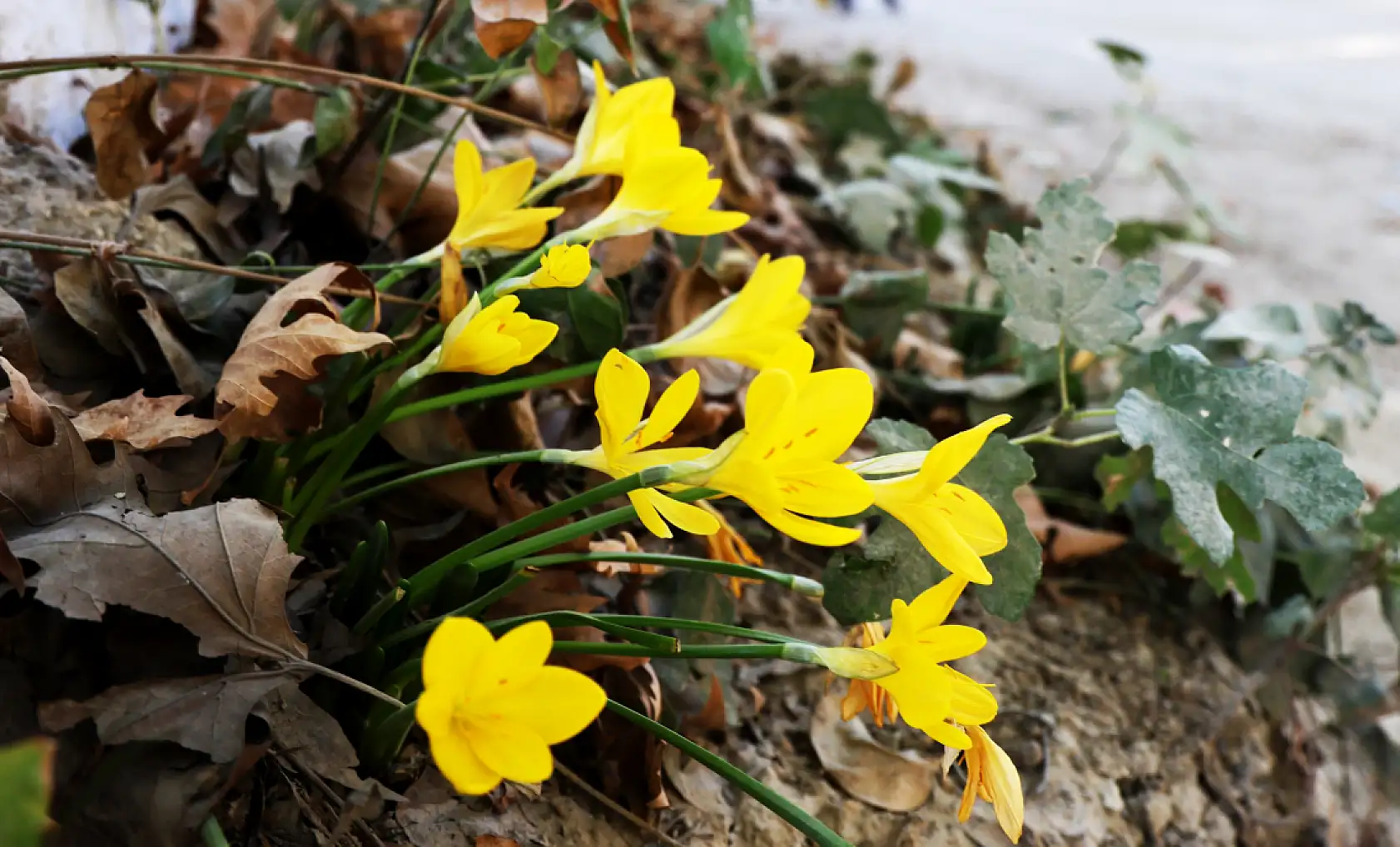 Muğla Karabağlar Yaylası'ndan göçün işareti: Göç Göç Çiçeği