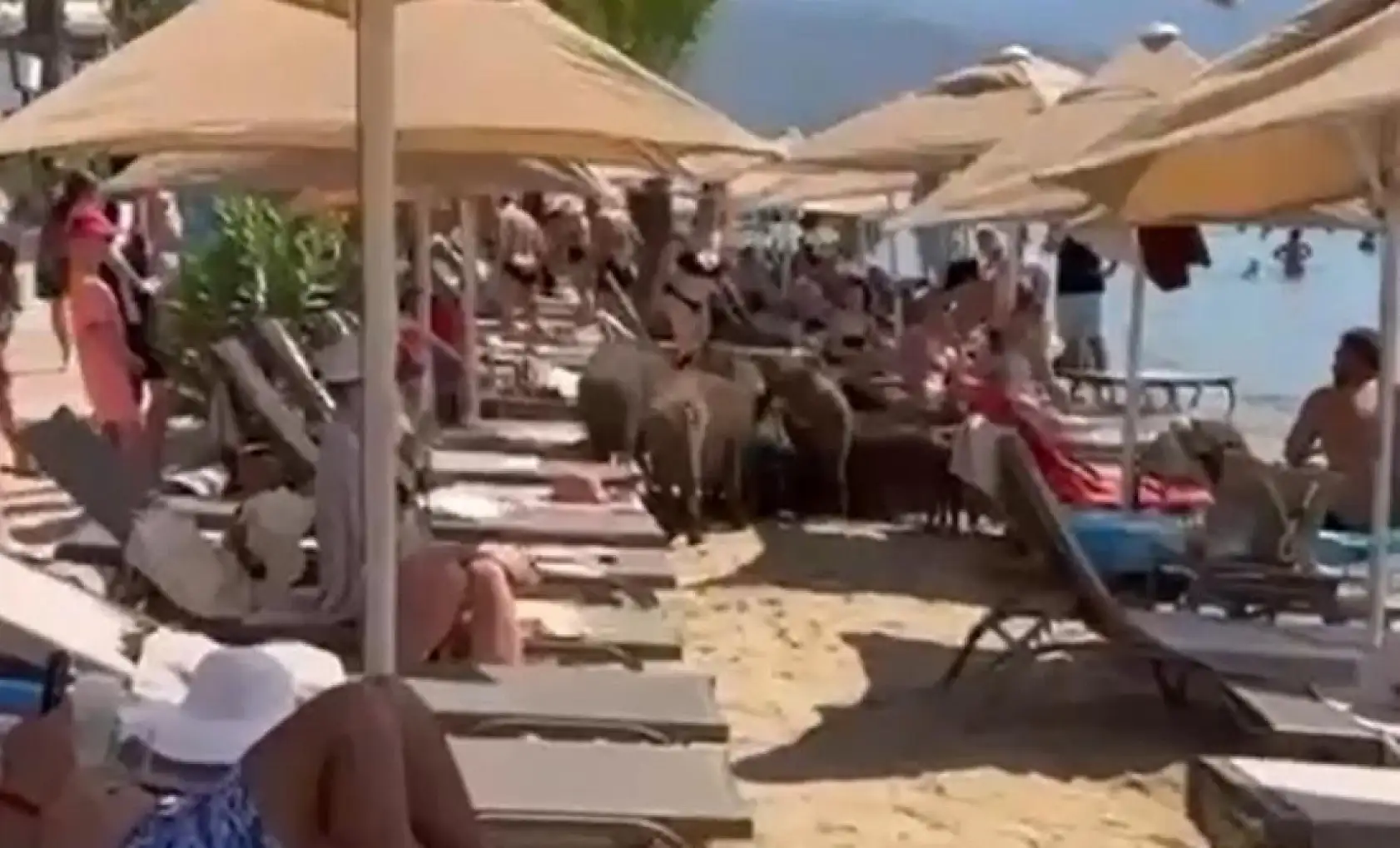 Marmaris'te tatilciler şaşkın: Domuzlar sahile indi, denize girdi