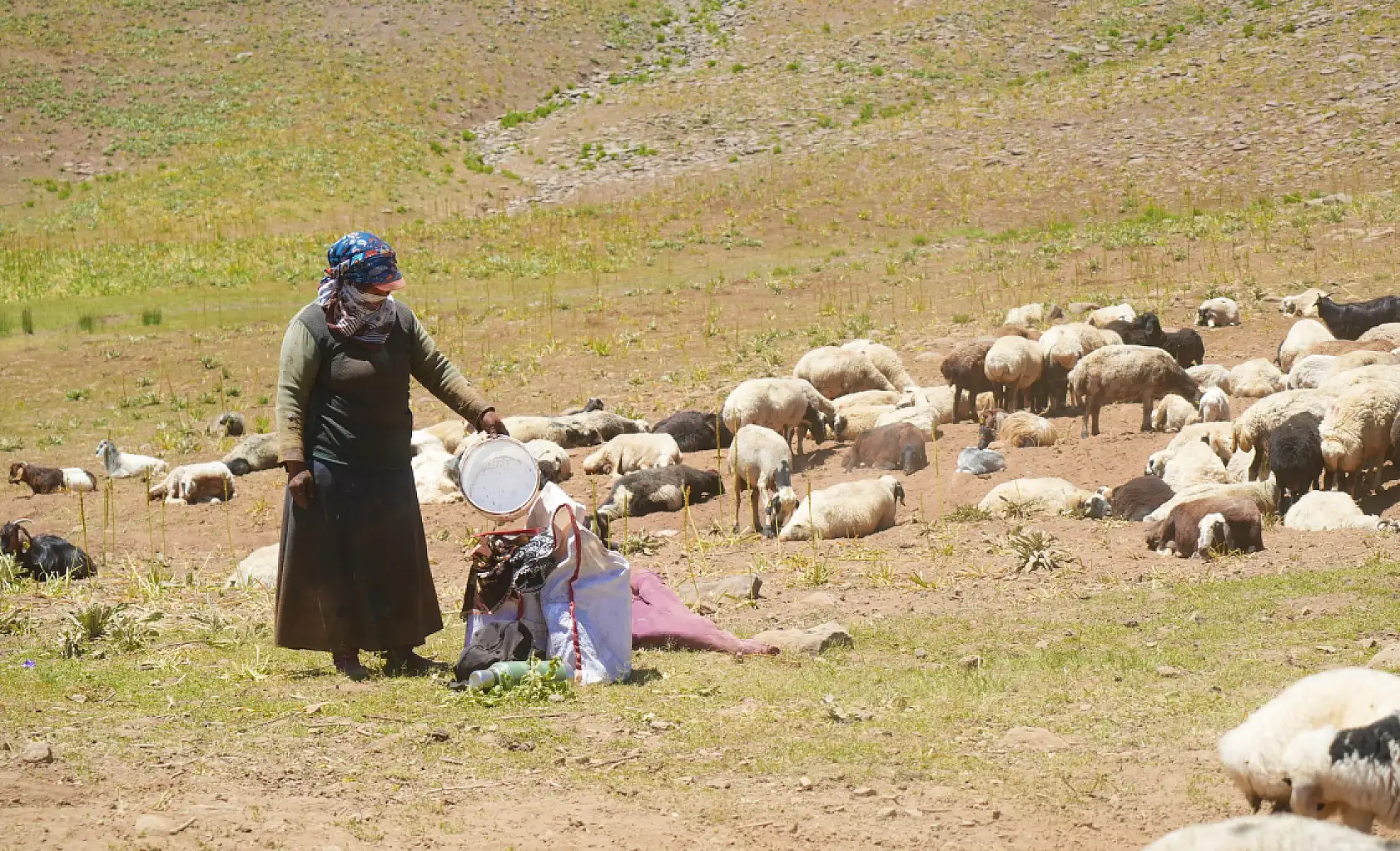 Berivanlar koyunları sağmak için at sırtında 8 kilometre yol kat ediyor