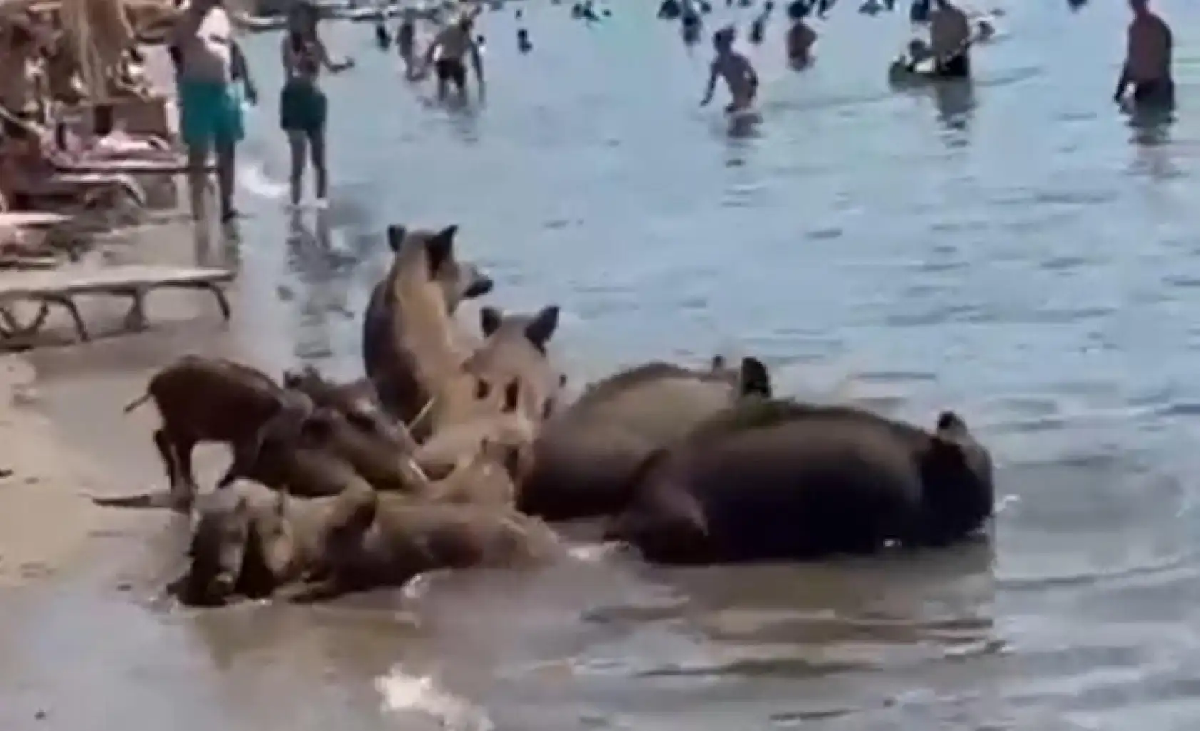 Marmaris'te tatilciler şaşkın: Domuzlar sahile indi, denize girdi
