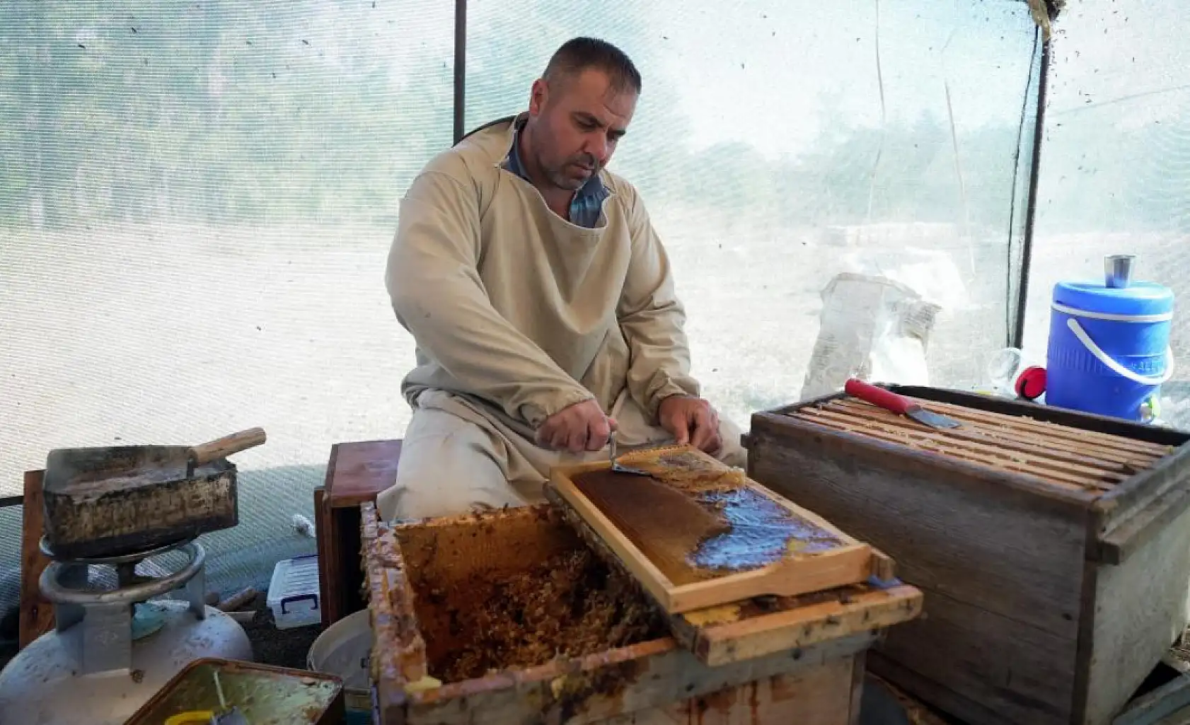 Muğla'da çam balında rekolte sevinci