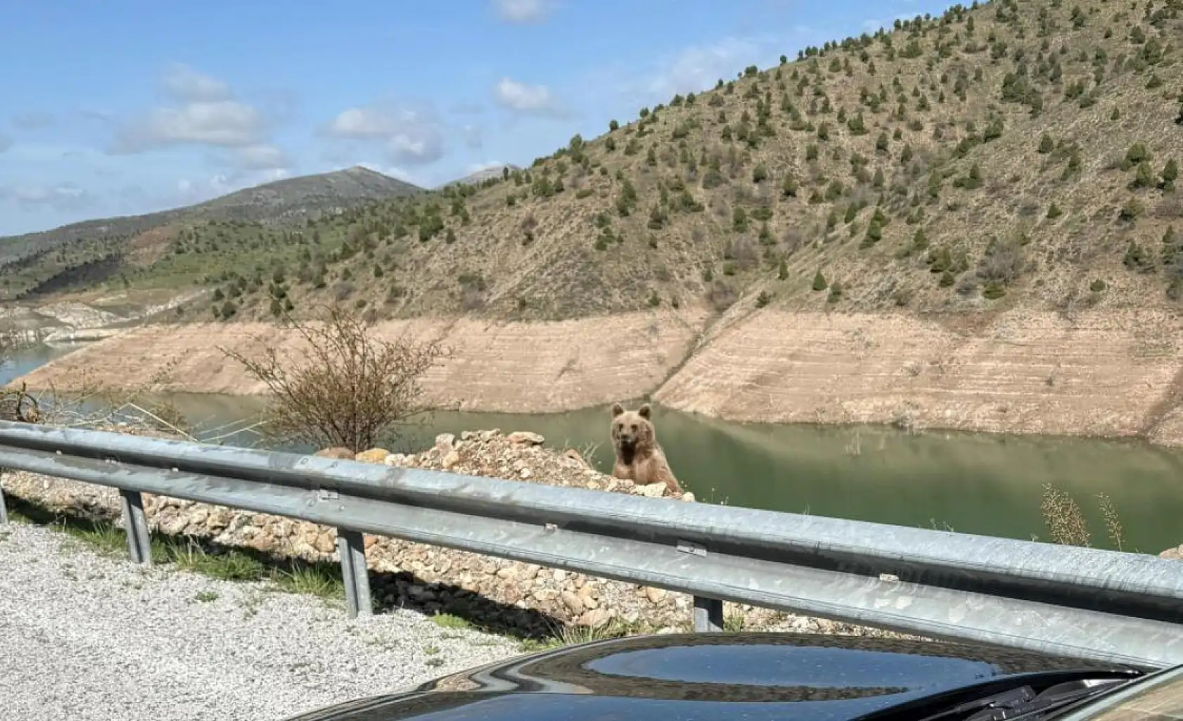 Ayıyı görüntülemek istedi, az kalsın canından oluyordu