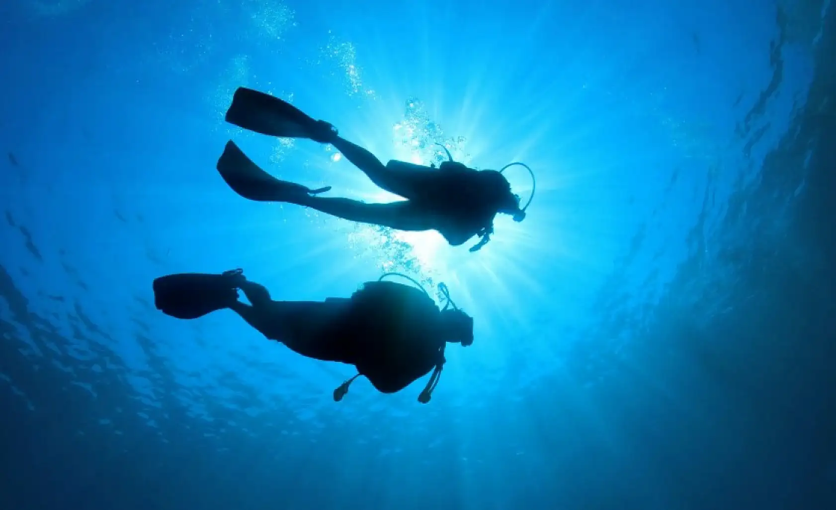 Muğla Fethiye'nin Su Altı Zenginliği: Sık Rastlanan ve Simgesi Haline Gelen Deniz Canlıları