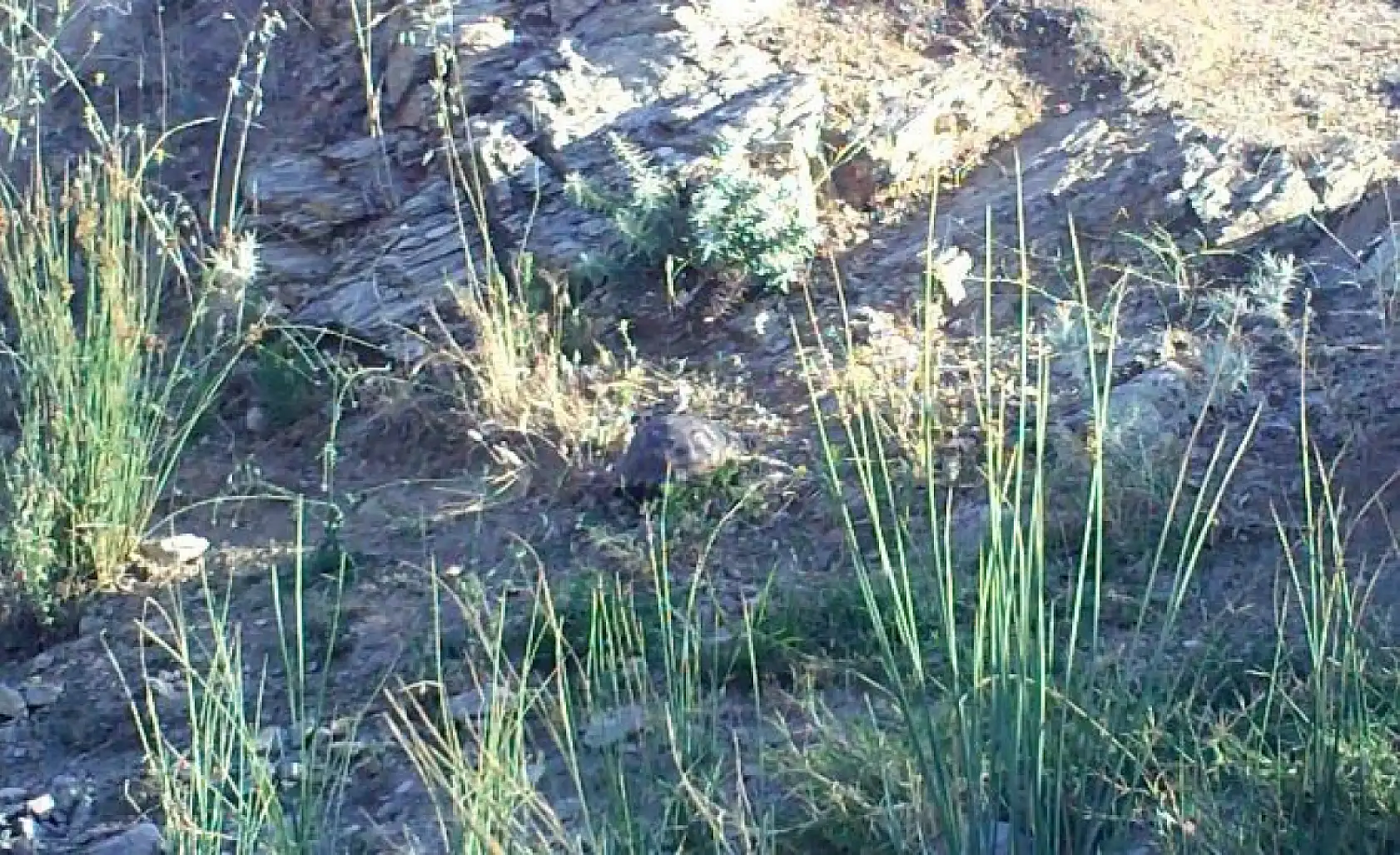 Yaban hayatı fotokapana yakalandı