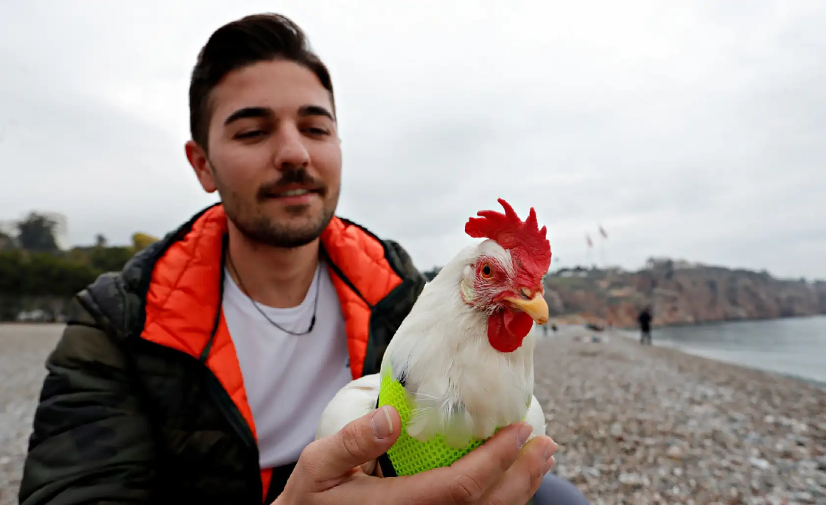 Falezlerden düşen tavuğu denizden kurtarıp sahiplendi, şimdi yanından ayrılmıyor