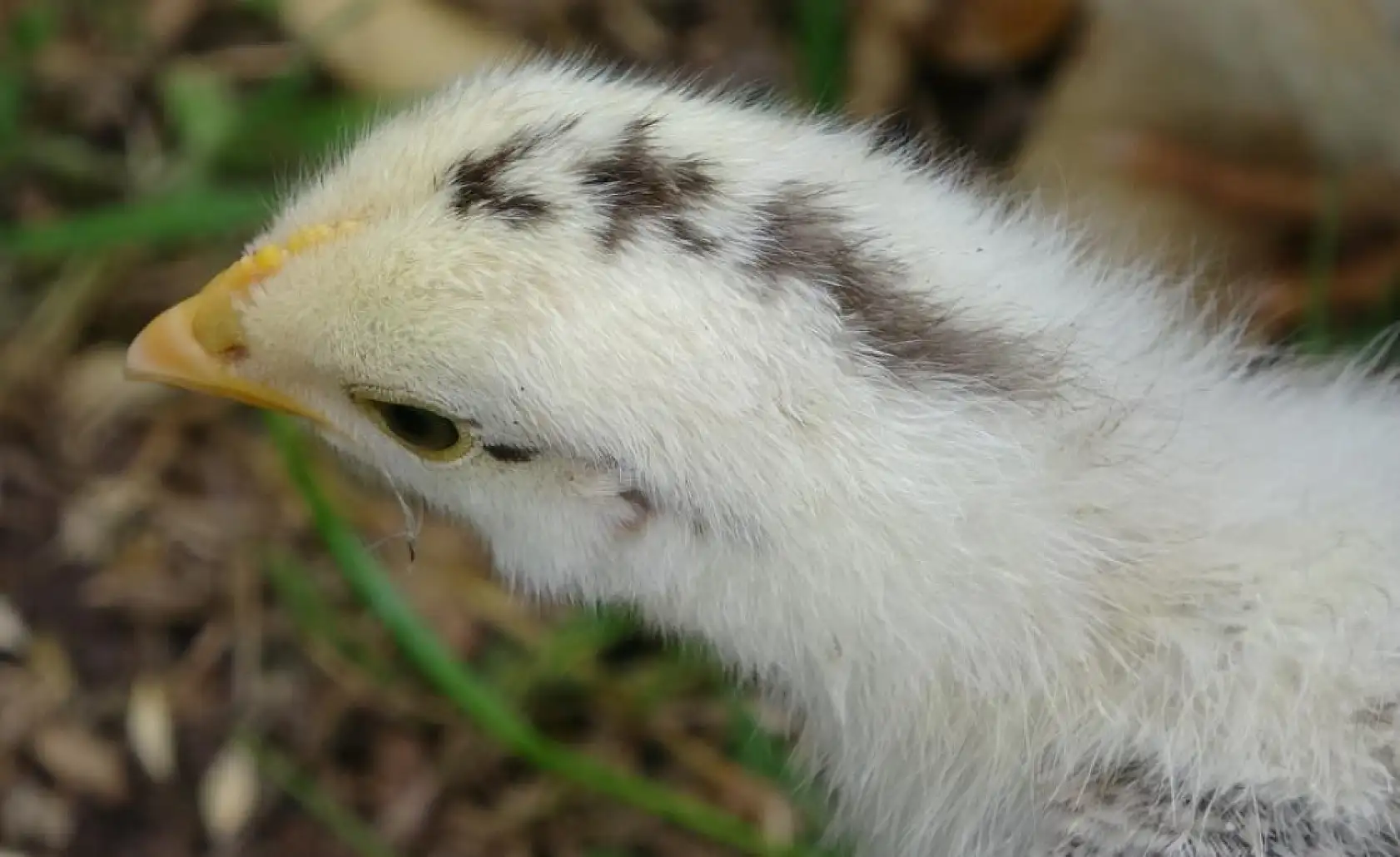 Görenleri şaşırttı: Civciv ay yıldız figürüyle doğdu